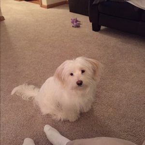 Meet your Posher, Brandy